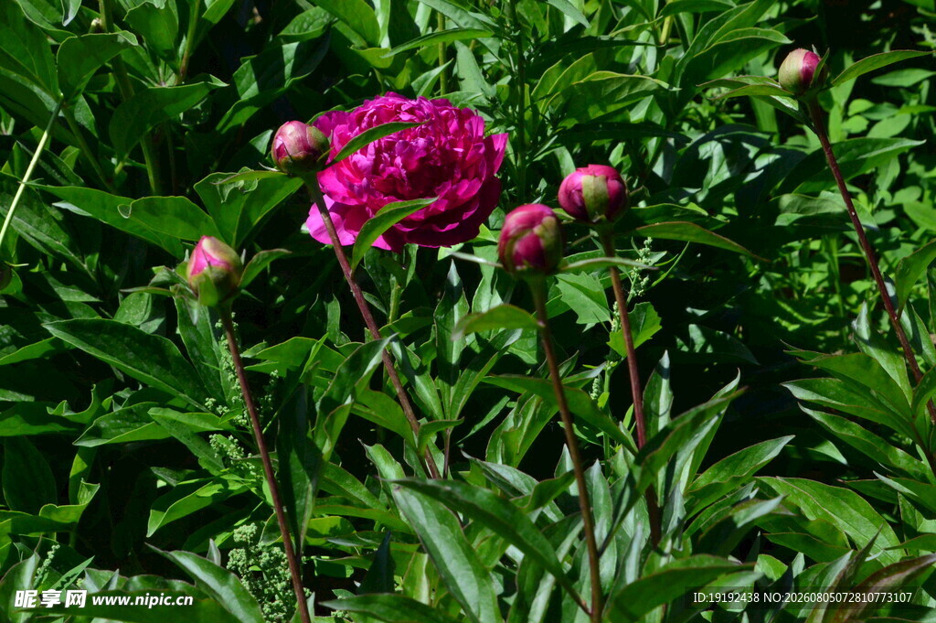 芍药花  