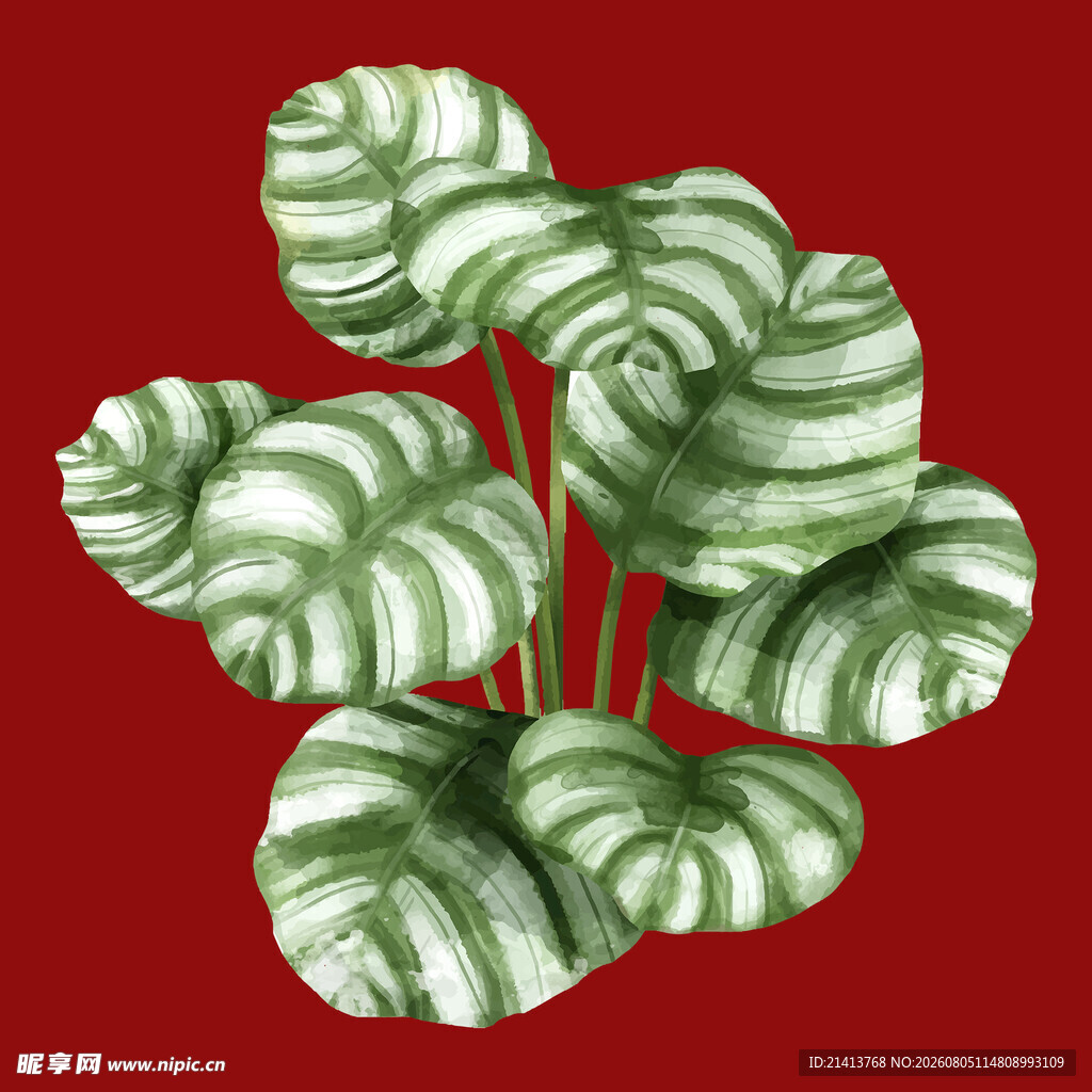 红绿相间的斑斓海芋叶片