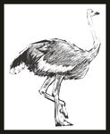 站立的鸵鸟黑白素描图