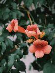 凌霄花