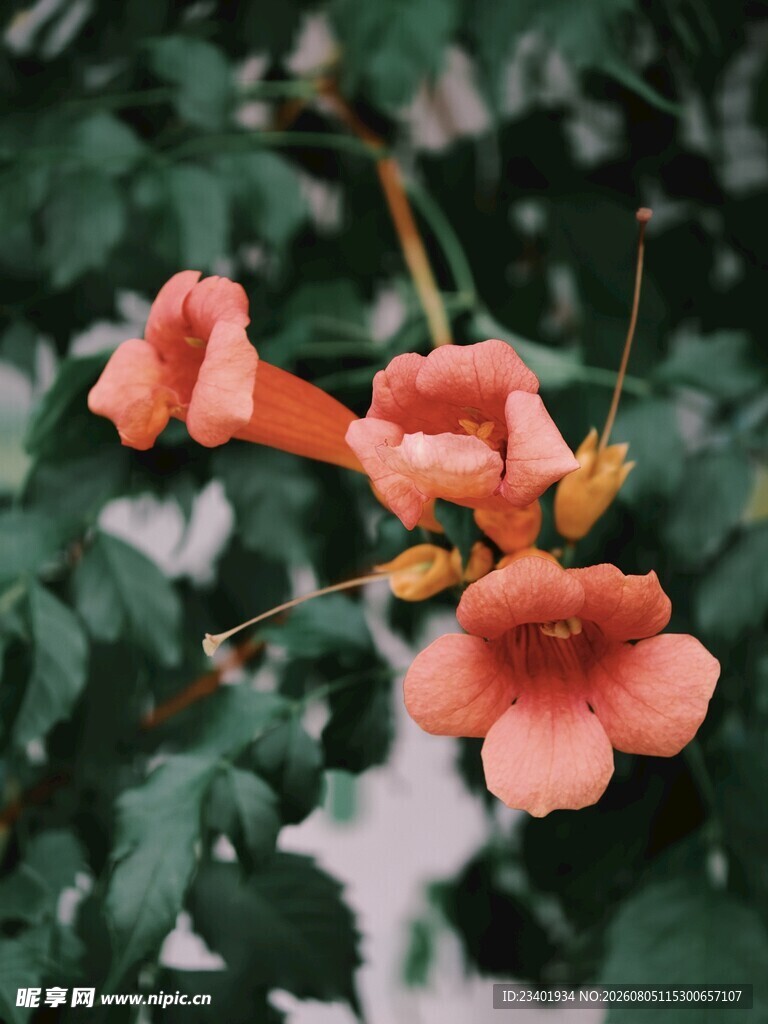 凌霄花