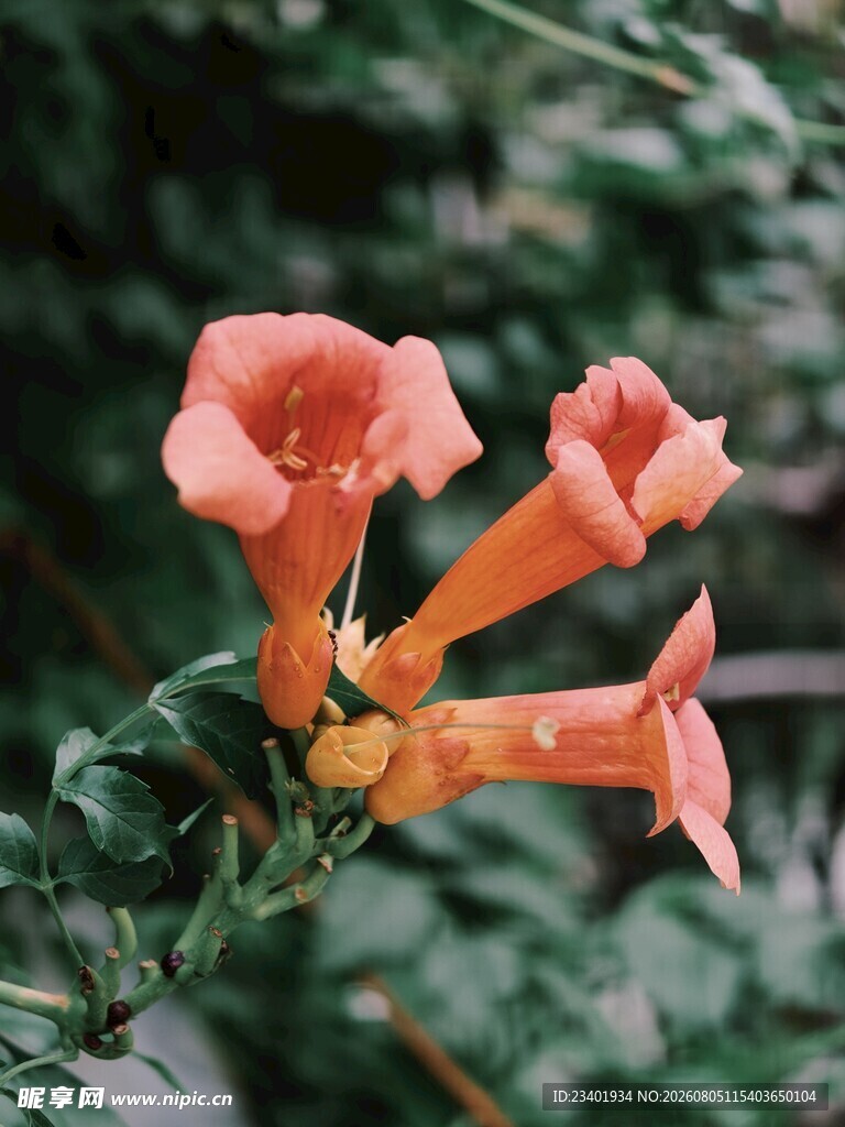 凌霄花