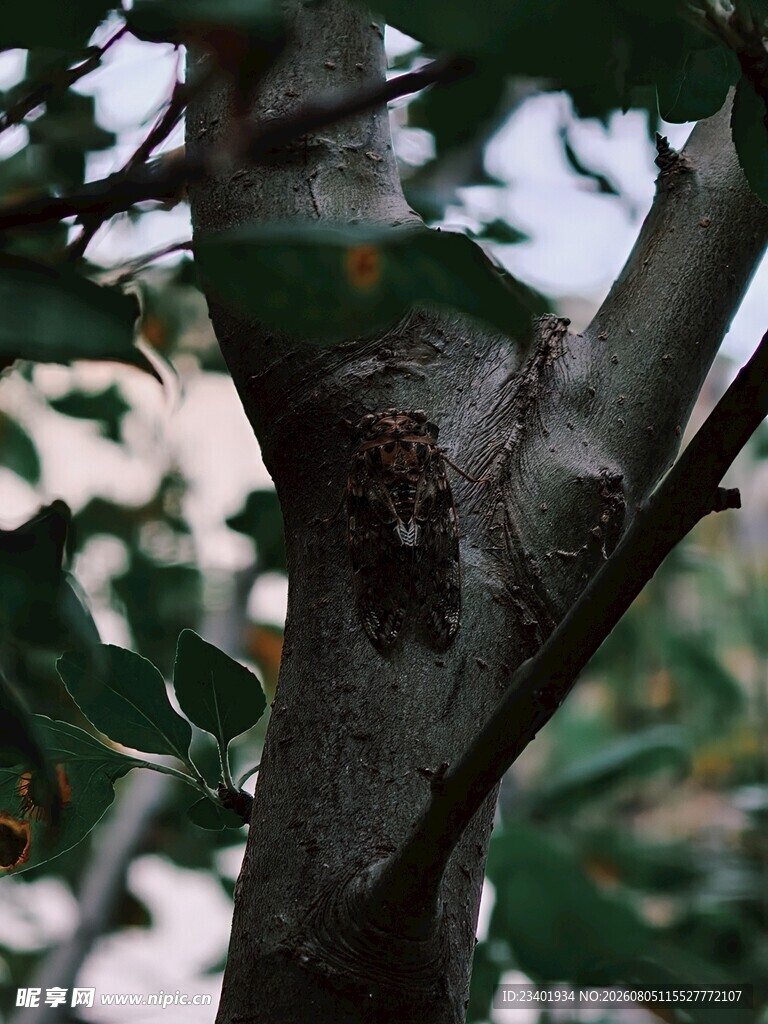 夏日树上的蝉