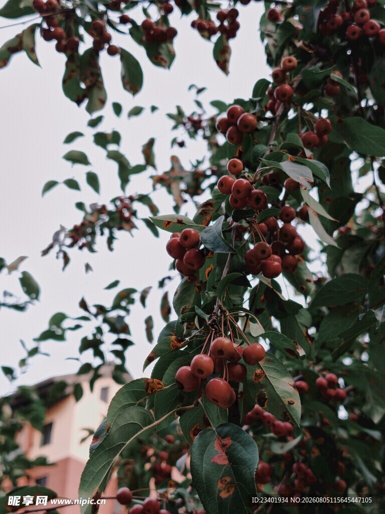 朱红色海棠果