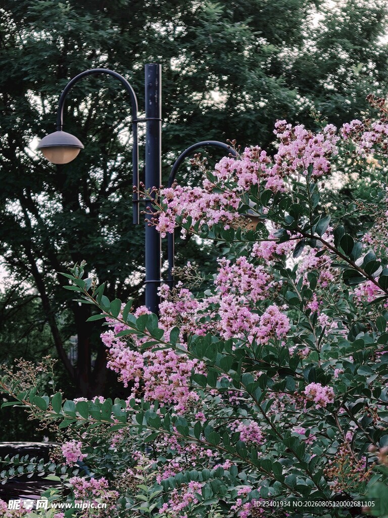 路灯和紫薇花