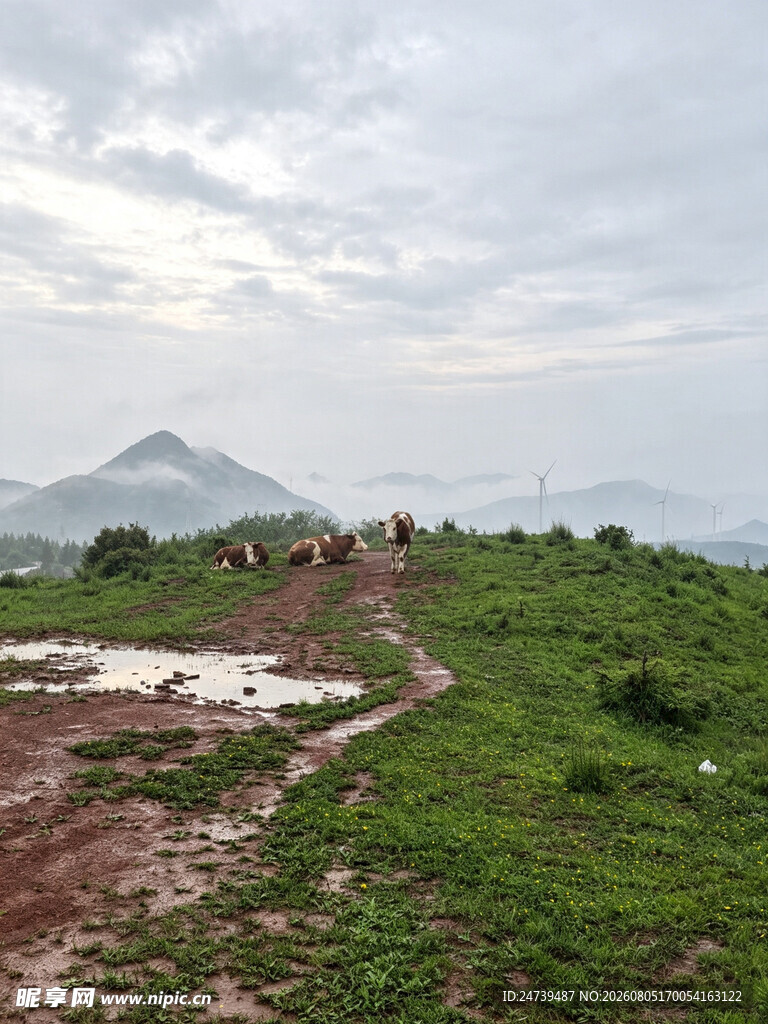 山间雨后泥泞小径与绿野