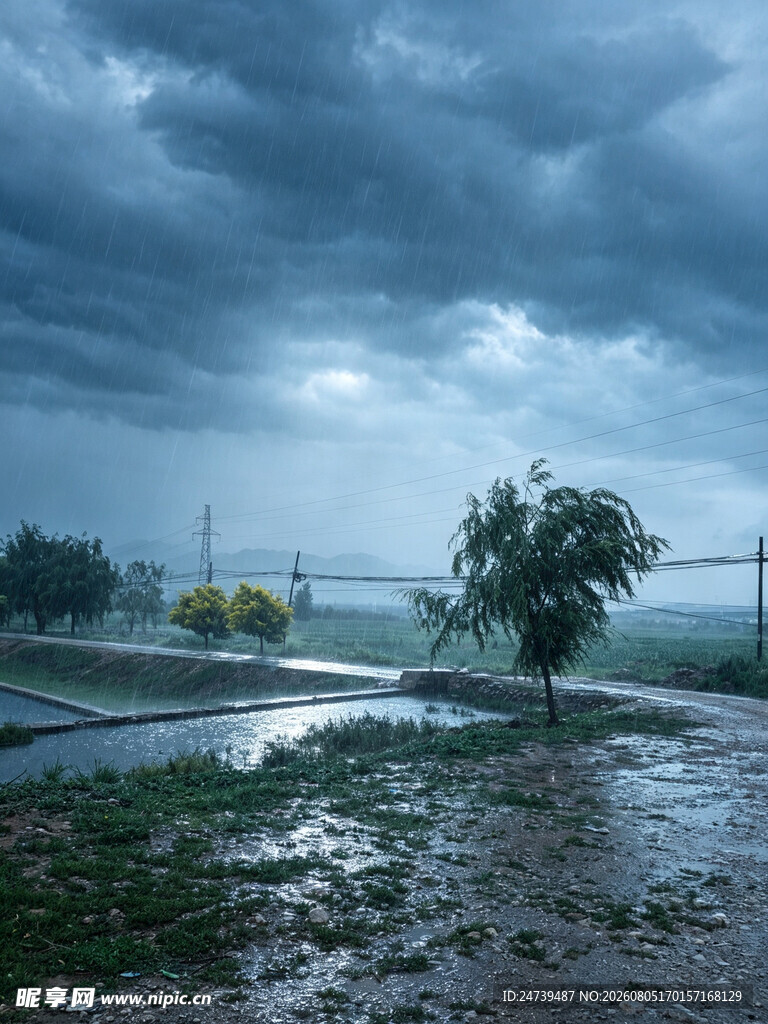 暴风雨中的孤树与积水道路