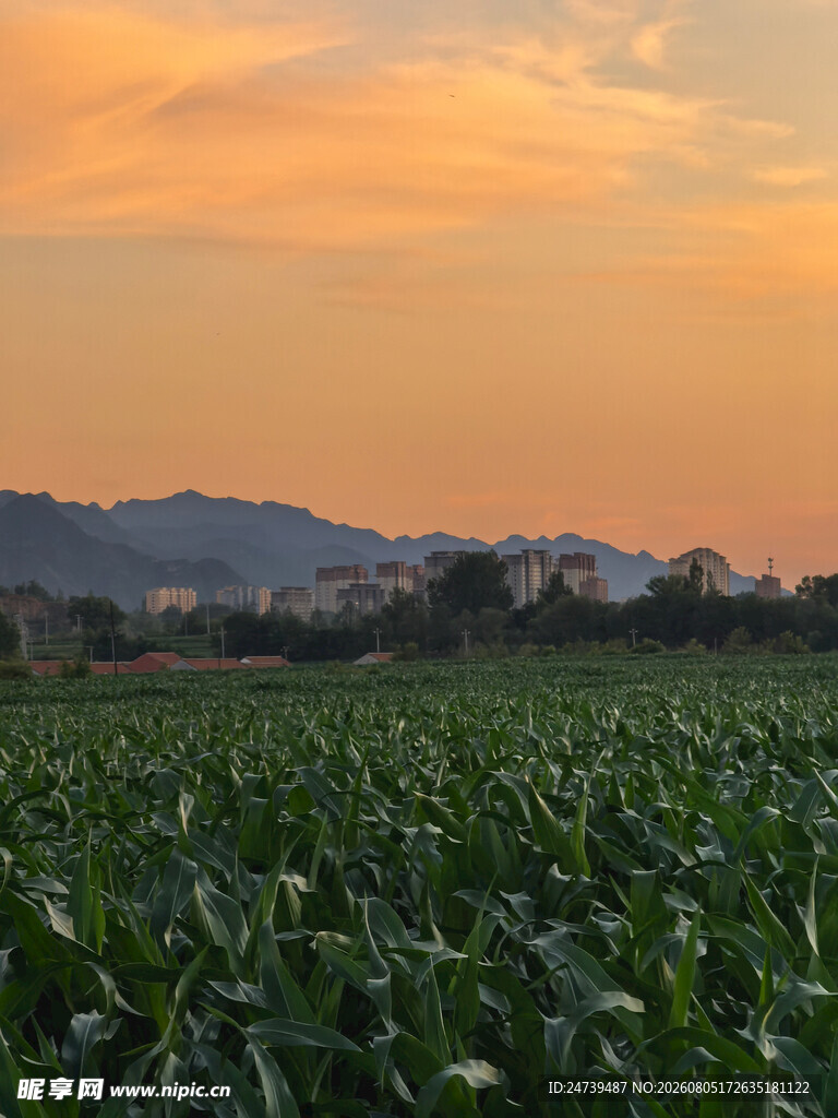 夕阳下的广袤玉米田