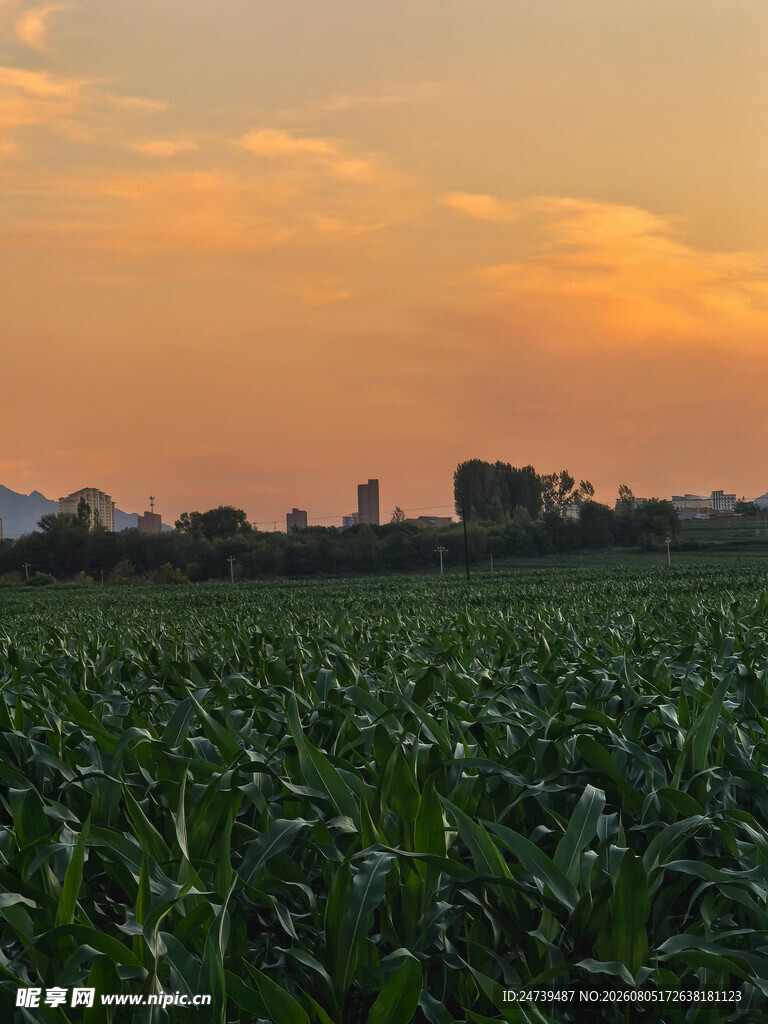夕阳下的广袤玉米田