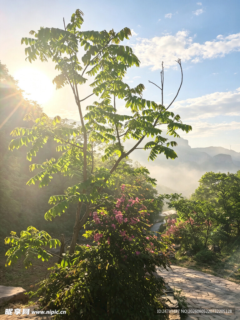 晨光下的山间植物美景