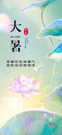 大暑时节荷花绽放图景