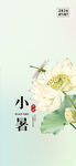 小暑时节荷花蜻蜓图