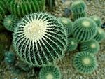 可爱仙人球特写