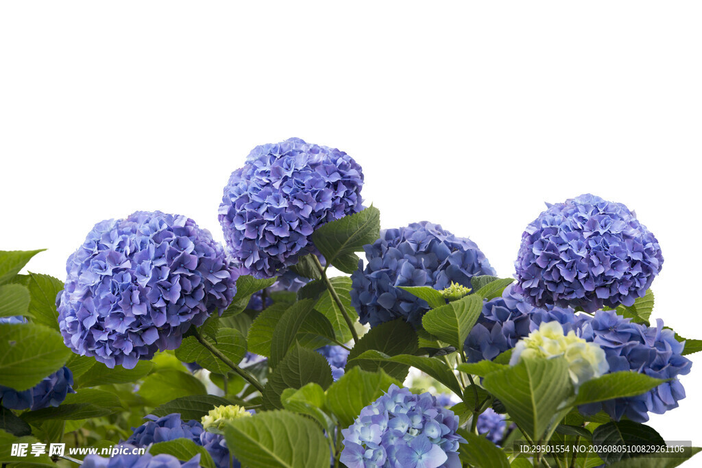 蓝绣球花绽放