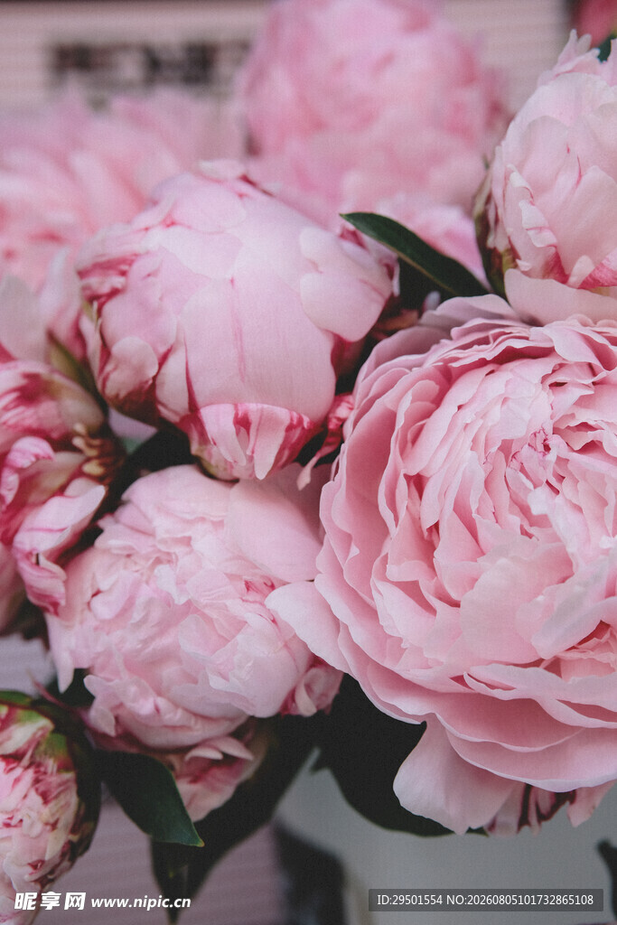 娇艳粉色牡丹花特写