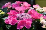 娇艳粉色仙客来花卉