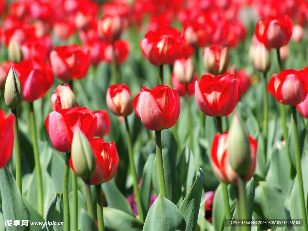 鲜艳红郁金香花海