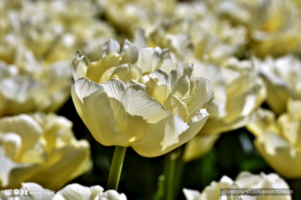 白色郁金香花海
