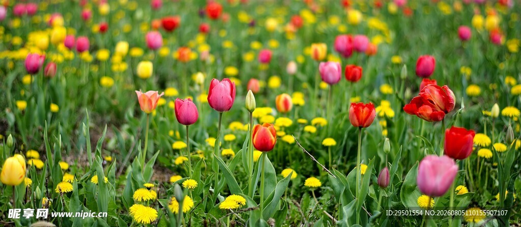 多彩郁金香花海