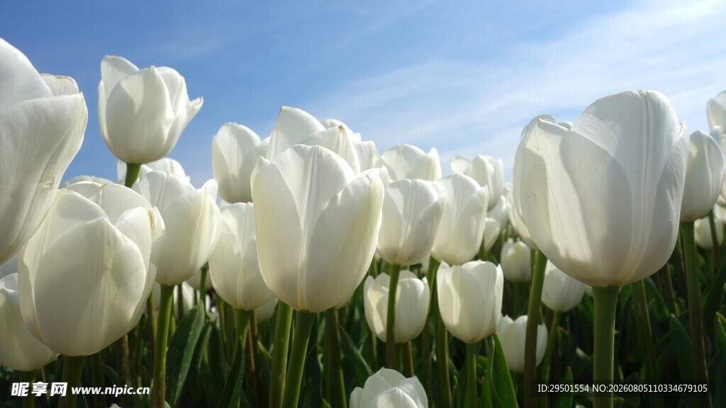 白色郁金香花海