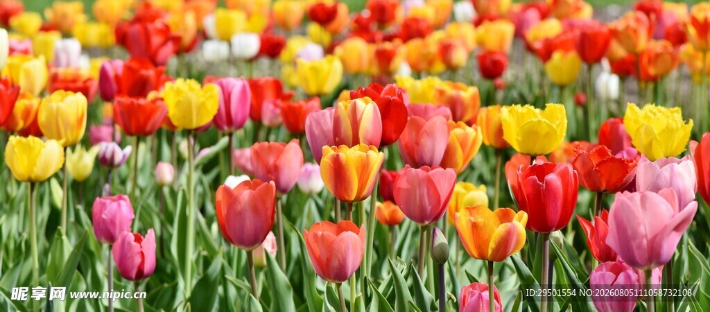 多彩郁金香花海