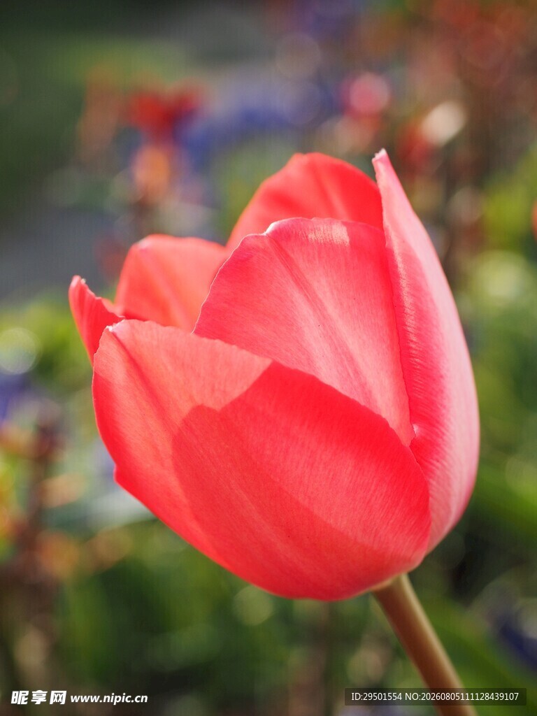 娇艳红郁金香特写