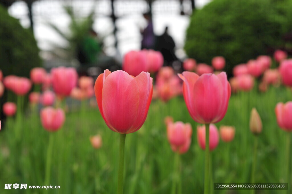 粉色郁金香花海美景