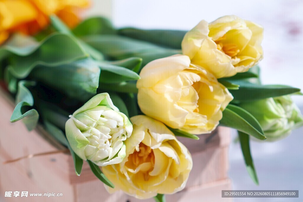 黄色郁金香花束