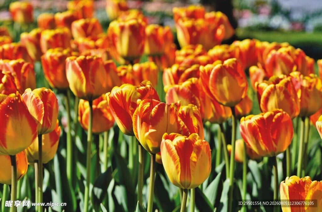 橙色郁金香花海