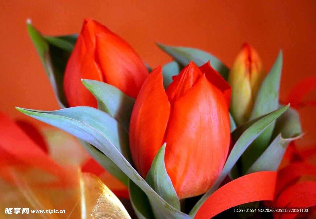 鲜艳红郁金香花束