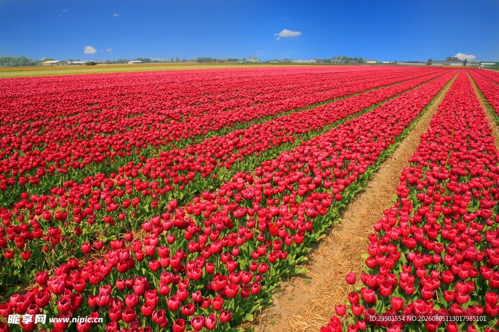 红色郁金香花海田园美景