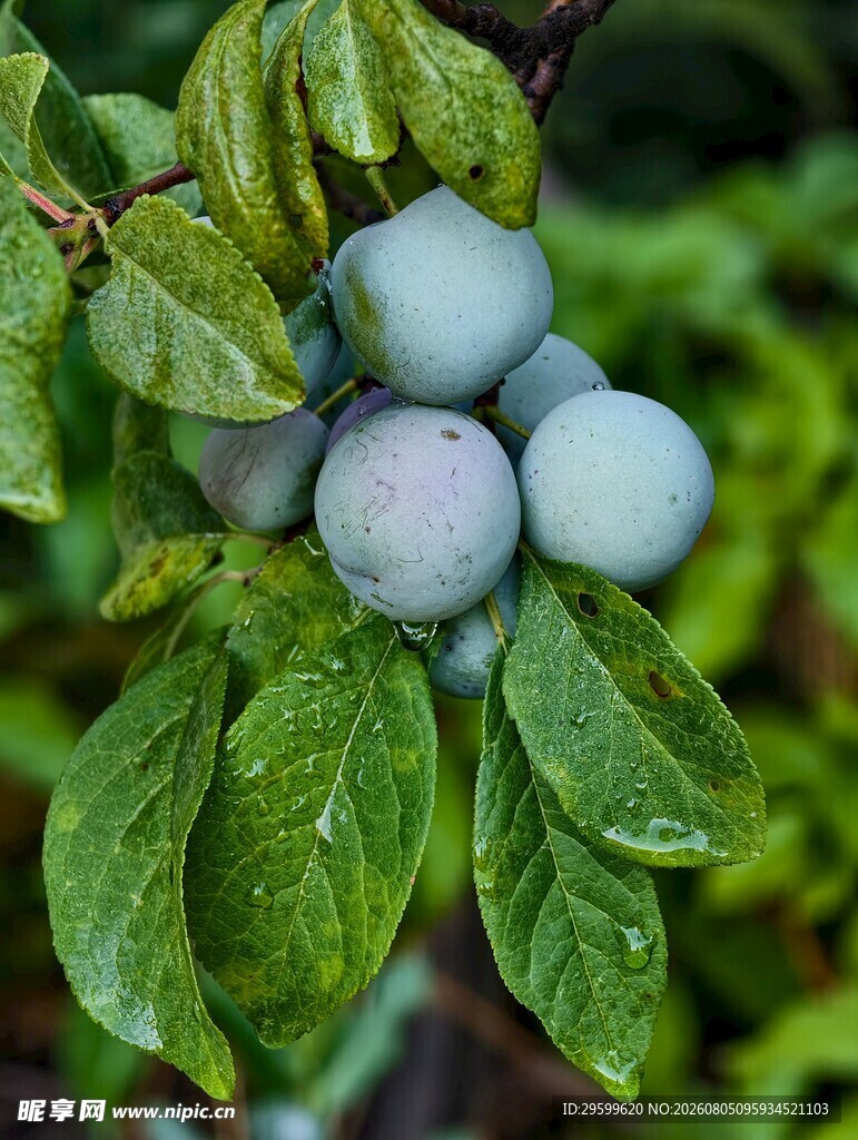 李子