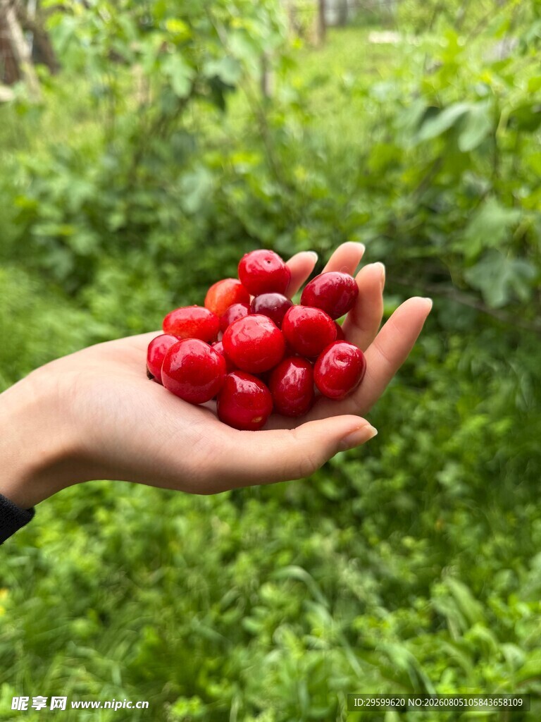 樱桃