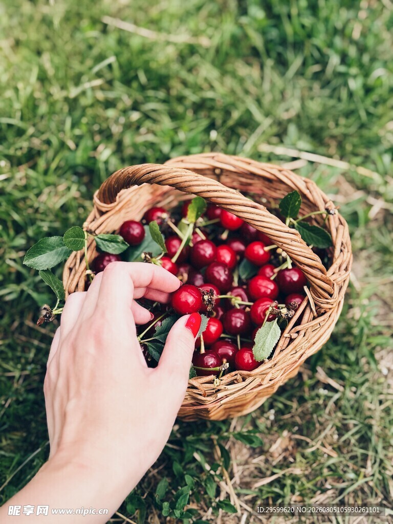 樱桃