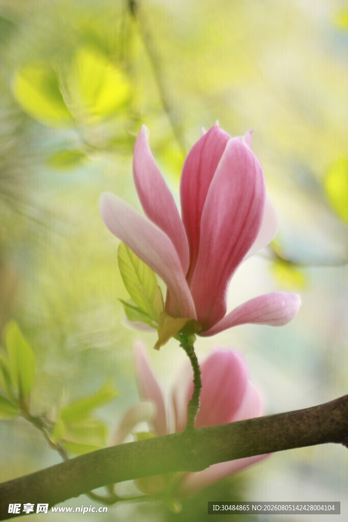 娇艳玉兰花枝俏
