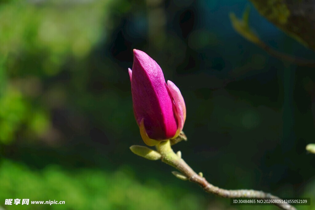 娇艳玉兰花蕾绽放枝头