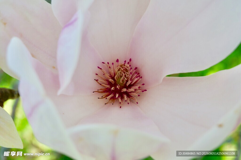 娇艳玉兰花特写