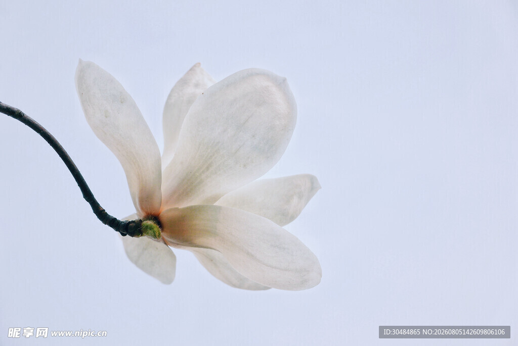 洁白玉兰花特写