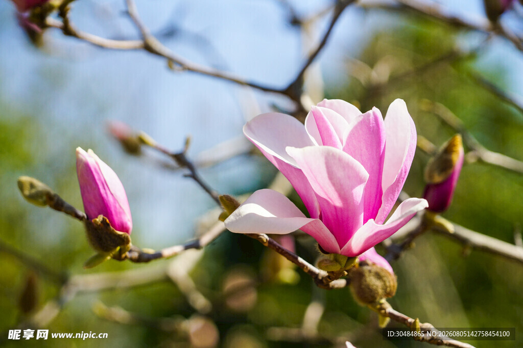 粉艳玉兰花绽放枝头
