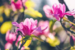 娇艳玉兰花绽放枝头