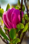 玉兰花