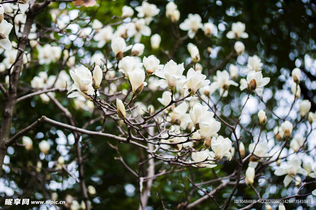 洁白玉兰花