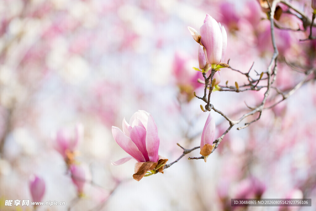 玉兰花