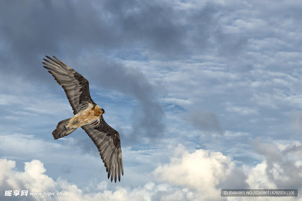 翱翔天际的雄鹰