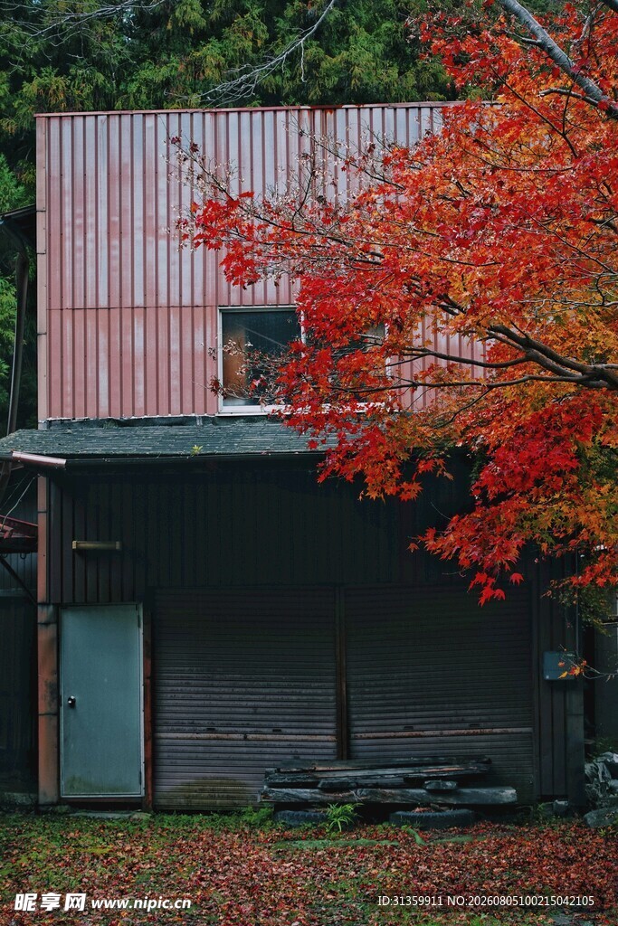 秋日红枫下的老旧小屋