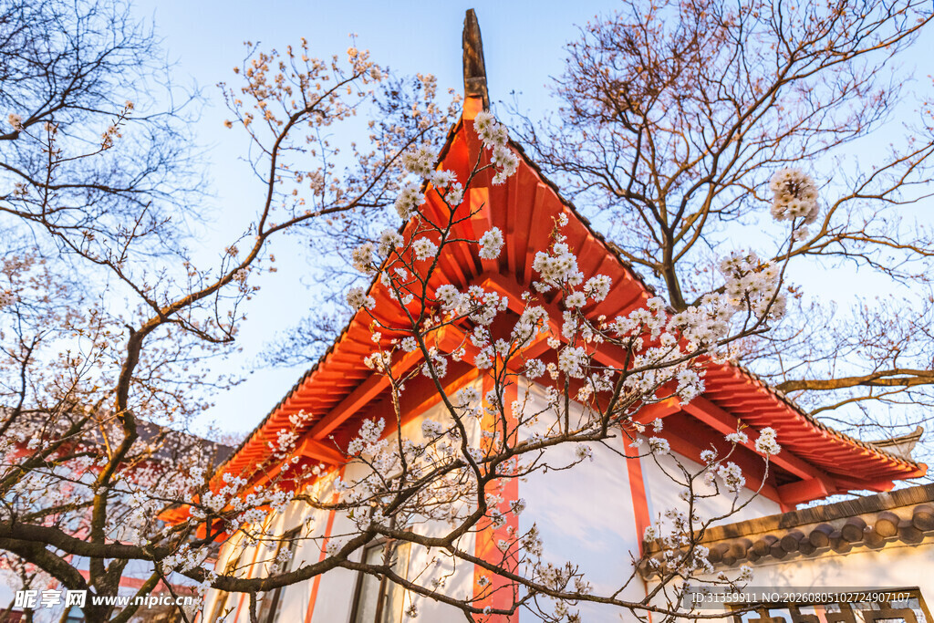 中式红顶建筑与枝头繁花