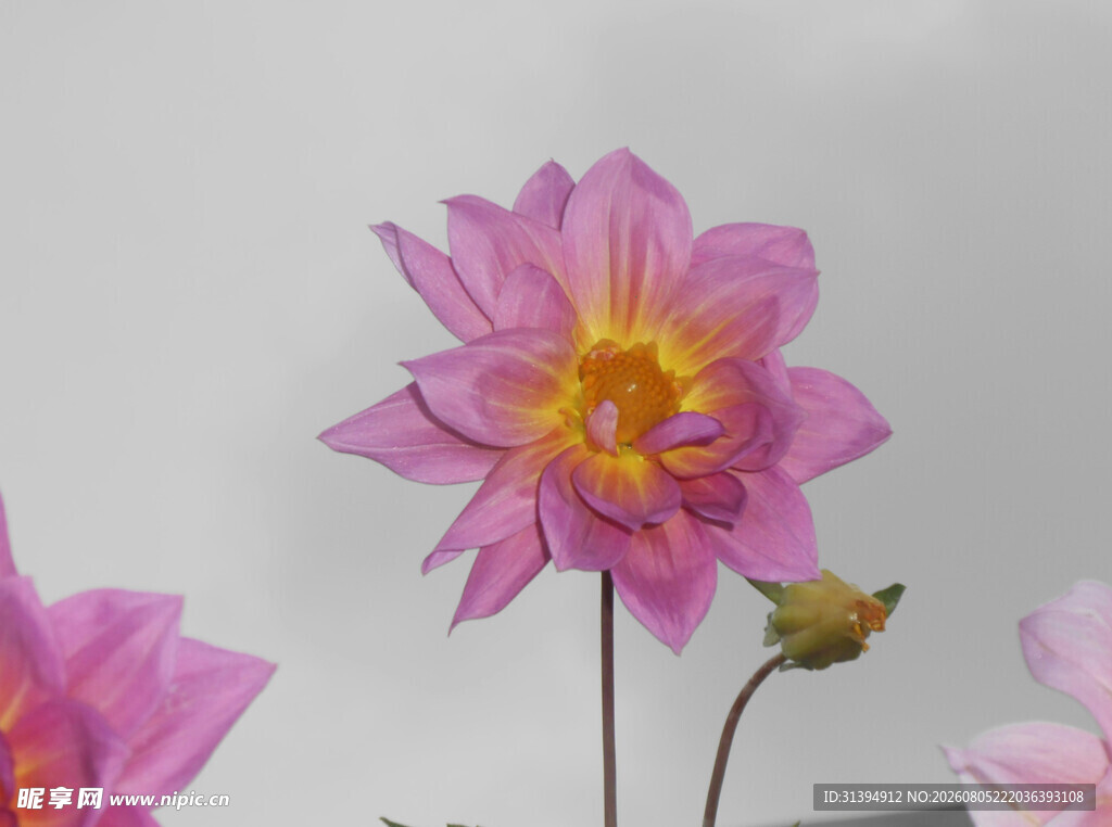 娇艳粉色大丽花特写