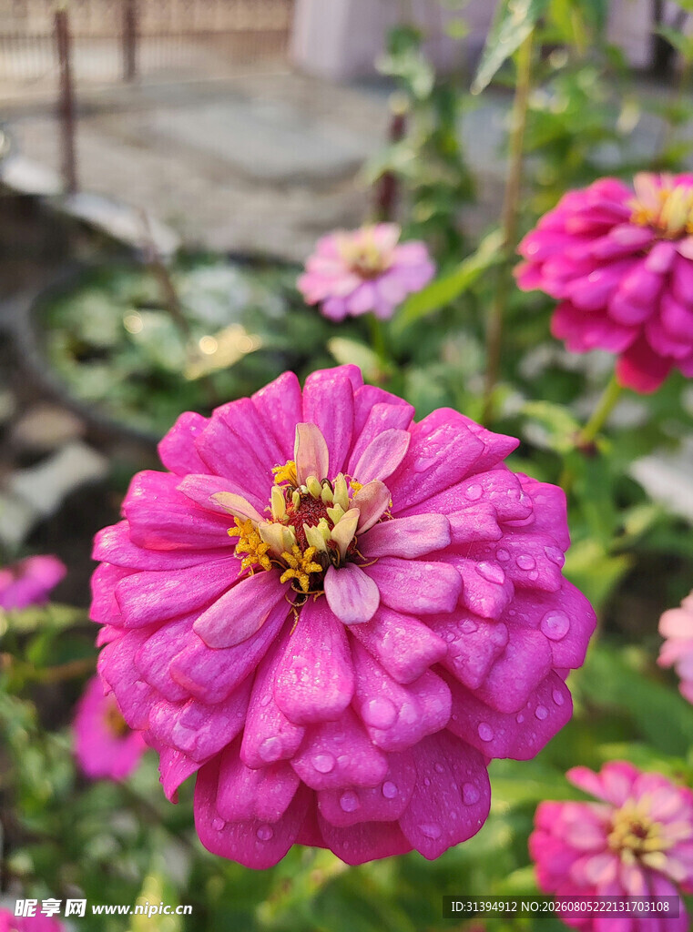 娇艳粉色百日菊绽放