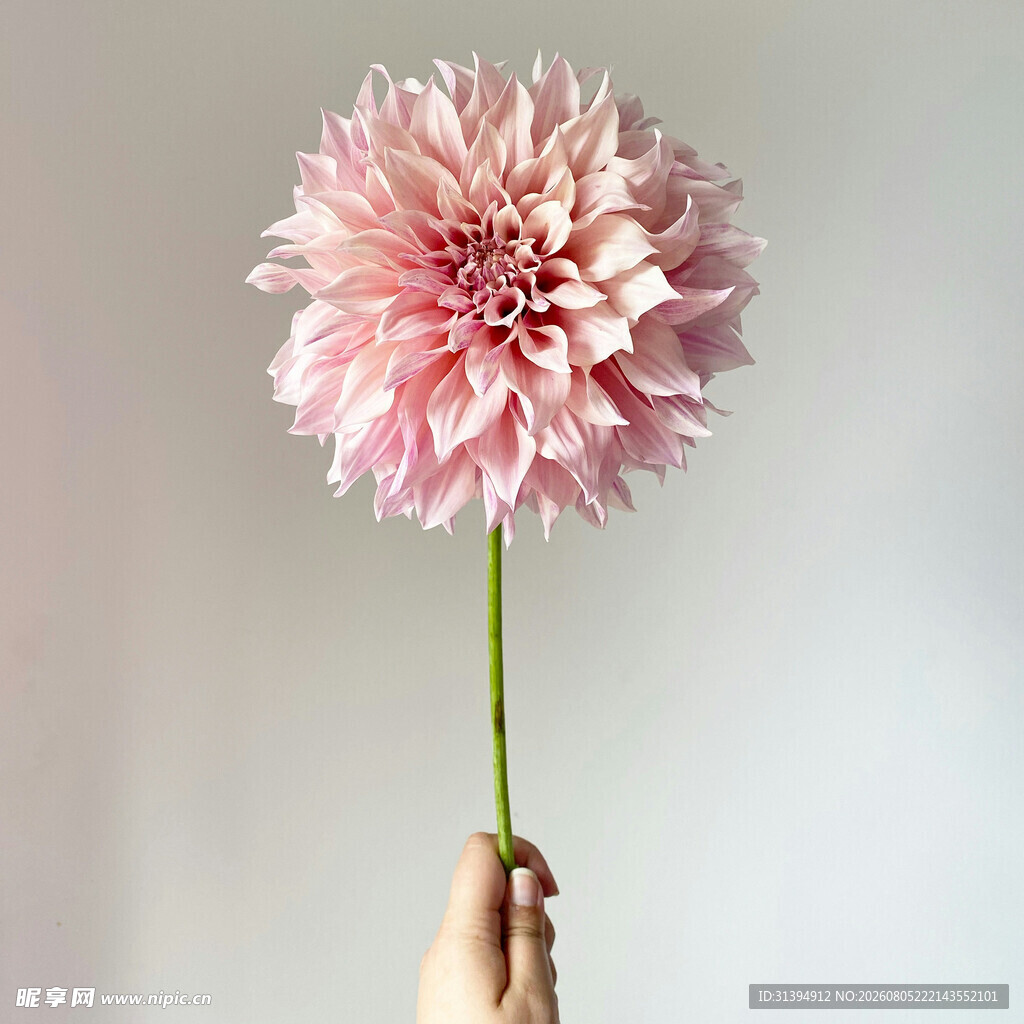手捧粉色大丽花