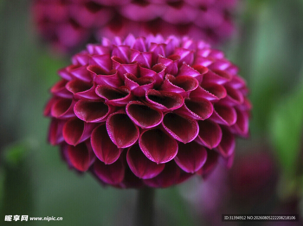 深紫大丽花特写